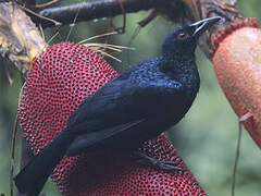 Glossy-mantled Manucode