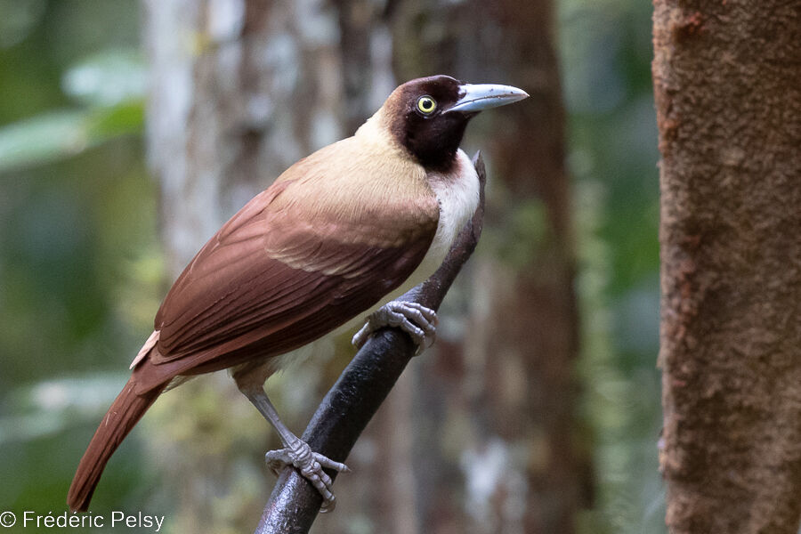 Lesser Bird-of-paradise female