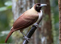 Lesser Bird-of-paradise