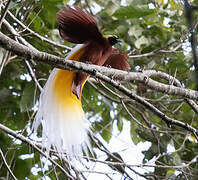 Lesser Bird-of-paradise