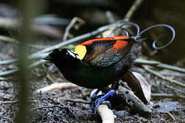 Wilson's Bird-of-paradise