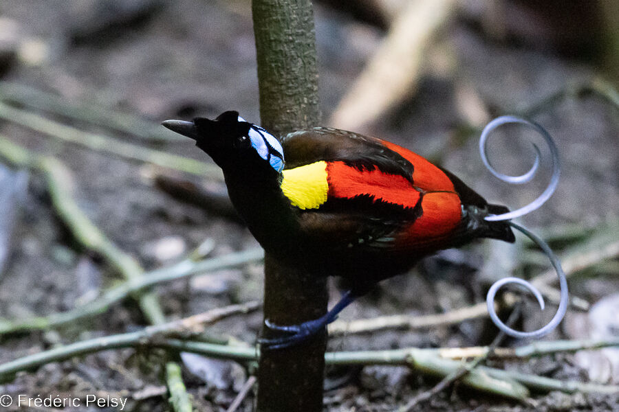 Wilson's Bird-of-paradise male