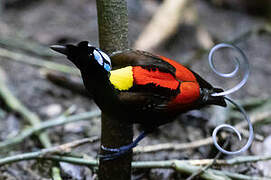 Wilson's Bird-of-paradise