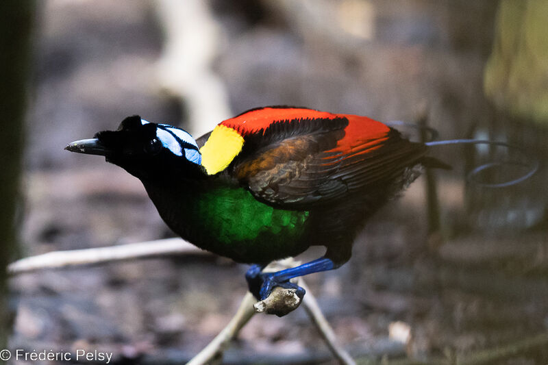 Wilson's Bird-of-paradise male
