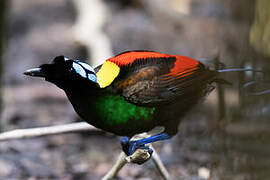 Wilson's Bird-of-paradise