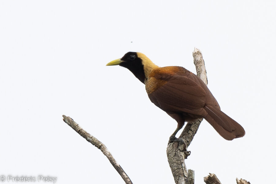 Red Bird-of-paradise female