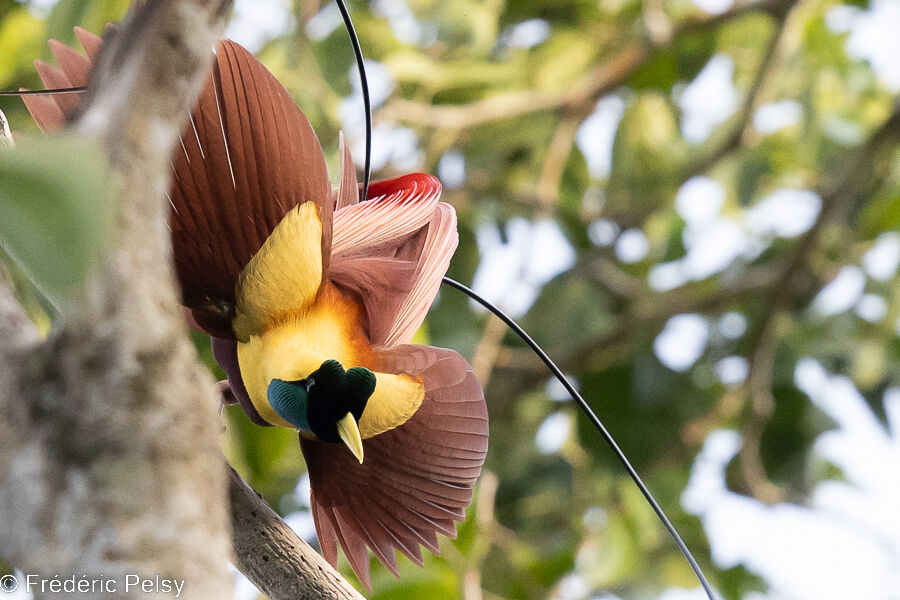 Red Bird-of-paradise male, courting display