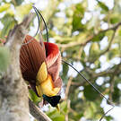 Paradisier rouge