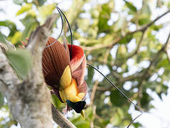 Red Bird-of-paradise