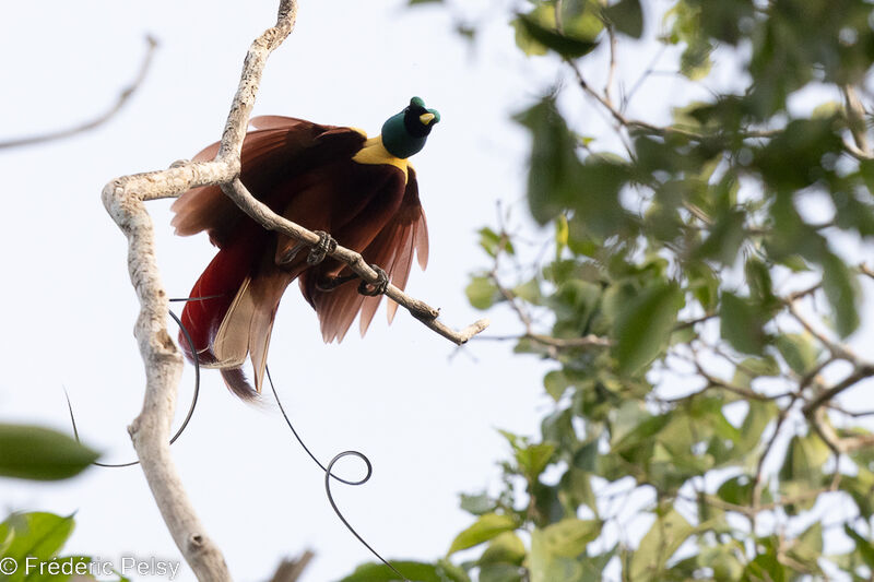 Red Bird-of-paradise male, courting display