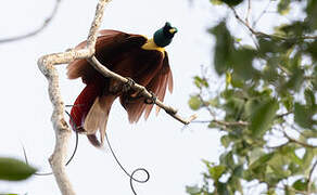 Red Bird-of-paradise