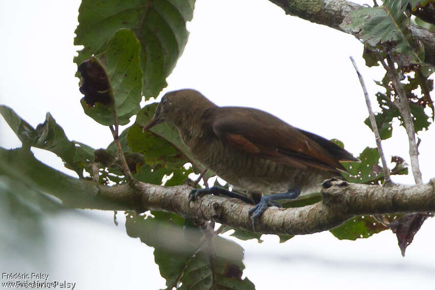 Paradisier royal femelle adulte, identification