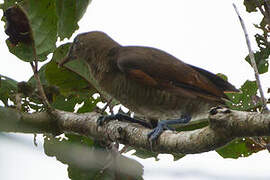 King Bird-of-paradise