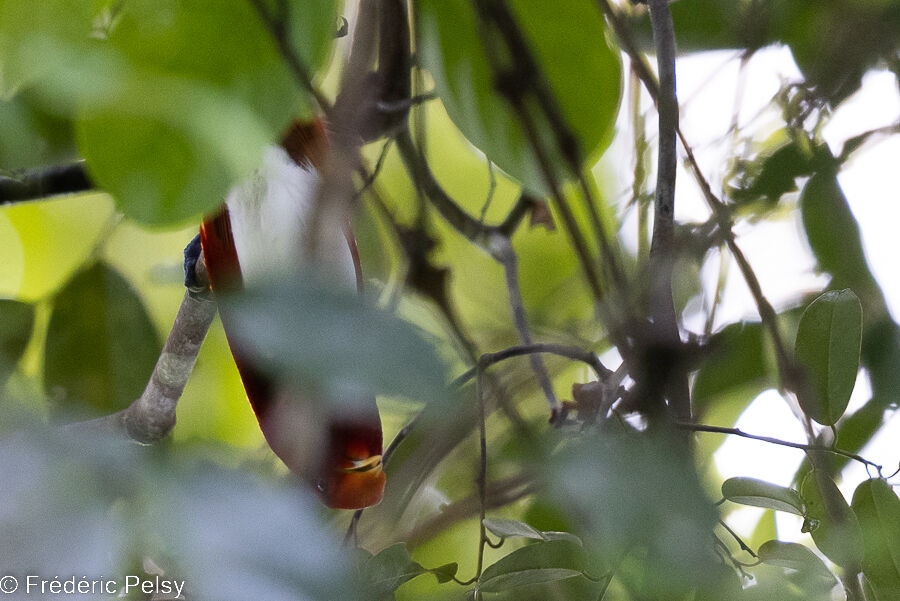 King Bird-of-paradise