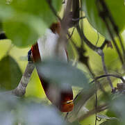 King Bird-of-paradise