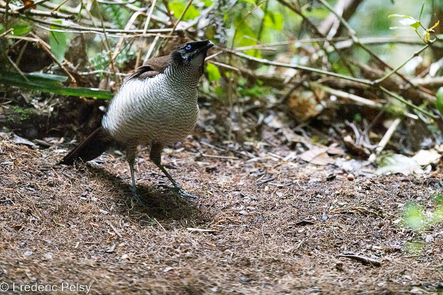 Western Parotia male immature