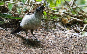 Western Parotia