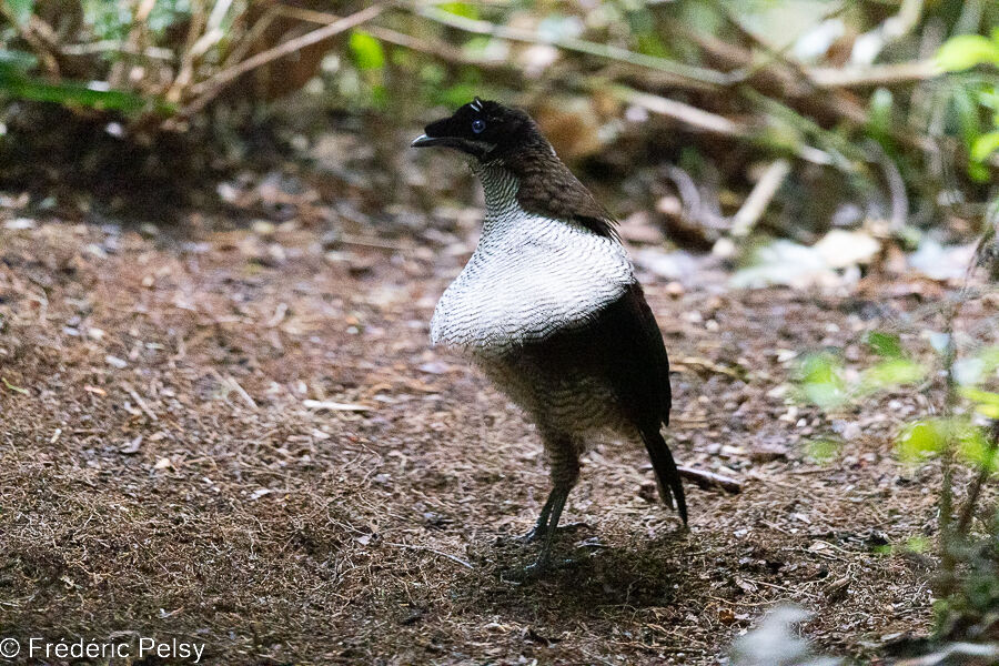 Western Parotia male immature, courting display