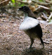 Western Parotia