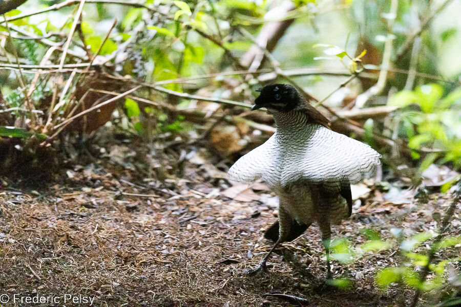 Western Parotia male immature, courting display