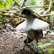 Western Parotia