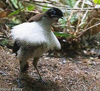 Western Parotia