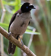 Western Parotia