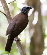 Western Parotia