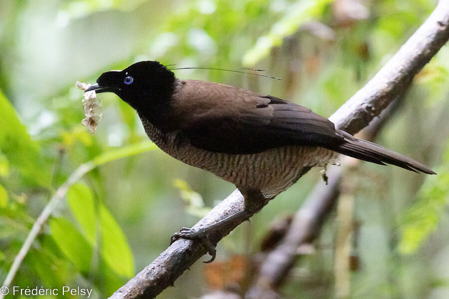 Paradisier sifilet mâle immature