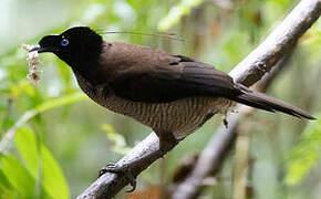 Western Parotia