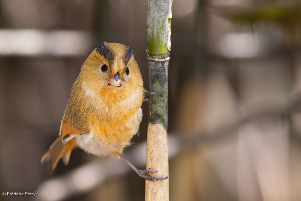 Paradoxornis à front fauve