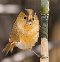 Paradoxornis à front fauve