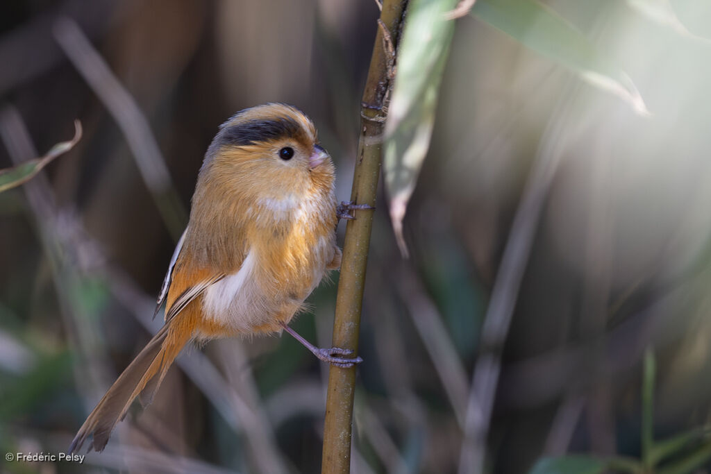 Fulvous Parrotbill