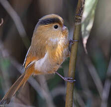 Paradoxornis à front fauve