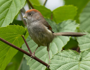 Paradoxornis à gorge cendrée