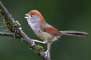 Paradoxornis à gorge cendrée
