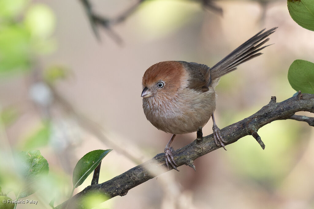 Paradoxornis de Rickett