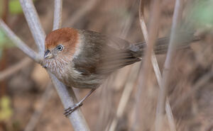Paradoxornis de Rickett