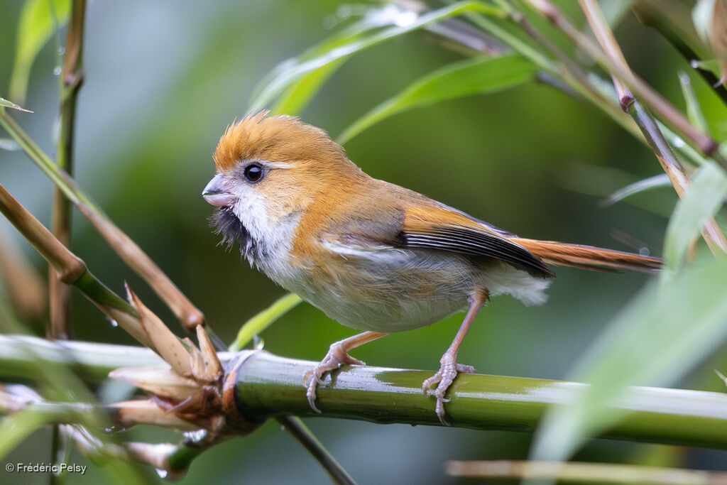 Golden Parrotbill