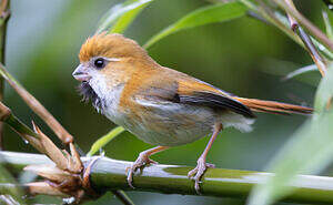 Paradoxornis de Verreaux
