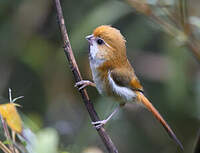 Paradoxornis de Verreaux