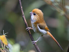 Paradoxornis de Verreaux
