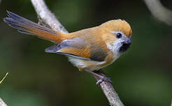 Paradoxornis de Verreaux