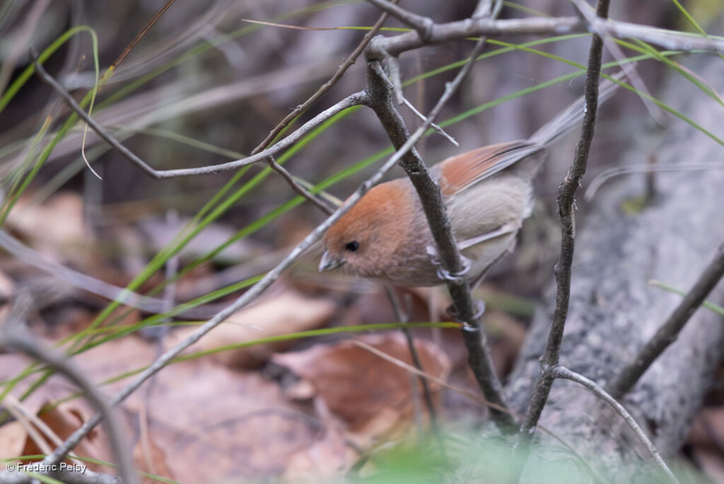 Paradoxornis de Webb