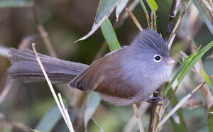 Paradoxornis de Zappey
