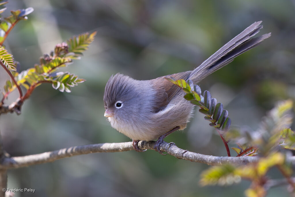 Grey-hooded Parrotbill