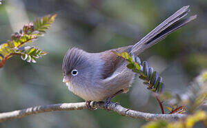 Paradoxornis de Zappey