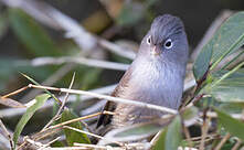 Paradoxornis de Zappey