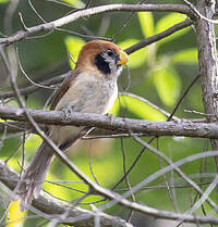 Paradoxornis fléché