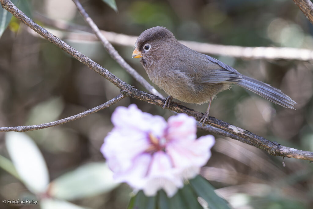 Three-toed Parrotbill